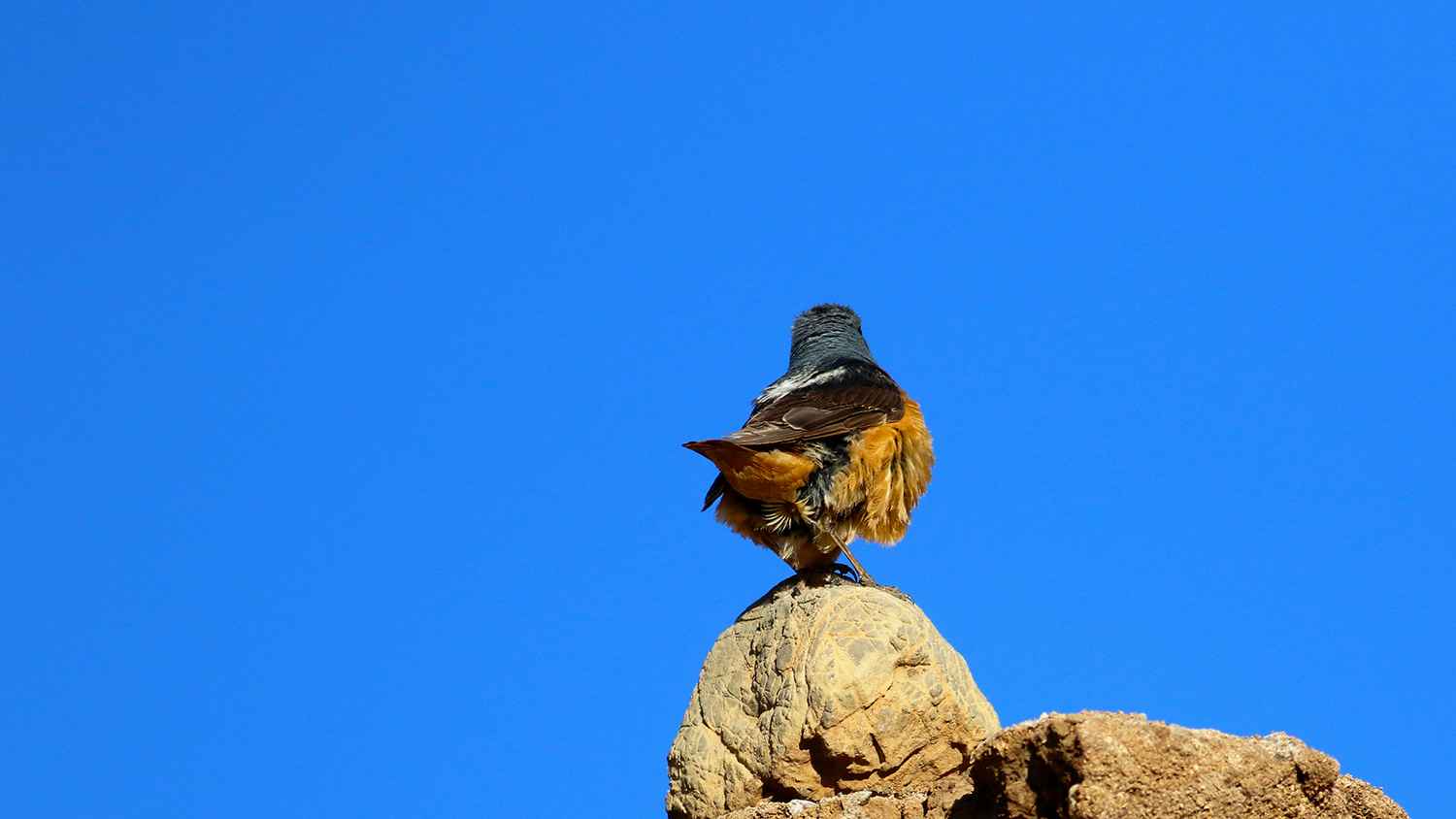 Rufous-tailed Rock-Thrush